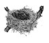 Natural History Museum of Los ANgeles songbird nest graphic