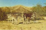 burros in Death Valley.