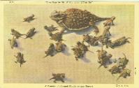 A family of horned toads.